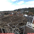 14_50-nest.jpg