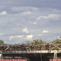 15_15-mast.jpg