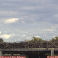 15_20-mast.jpg