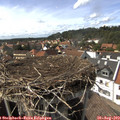 15_45-nest.jpg