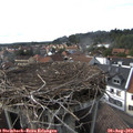 17_00-nest.jpg