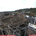 17_30-nest.jpg