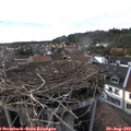 17_50-nest.jpg