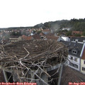 18_00-nest.jpg