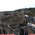 18_20-nest.jpg