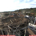 18_50-nest.jpg