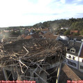 18_55-nest.jpg
