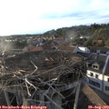 19_05-nest.jpg