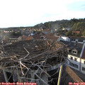 19_20-nest.jpg