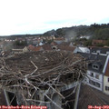 19_50-nest.jpg