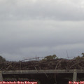06_50-mast.jpg