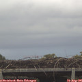 07_10-mast.jpg