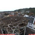 07_15-nest.jpg
