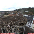 07_20-nest.jpg