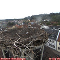 07_50-nest.jpg