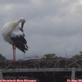 08_00-mast.jpg