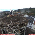 08_00-nest.jpg