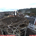 08_05-nest.jpg