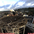 08_20-nest.jpg