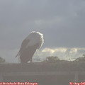 08_45-mast.jpg