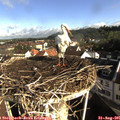 08_45-nest.jpg