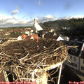 08_50-nest.jpg