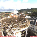 08_55-nest.jpg