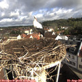 09_05-nest.jpg