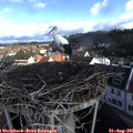 09_10-nest.jpg