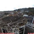 09_30-nest.jpg