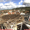 10_10-nest.jpg
