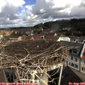 10_25-nest.jpg