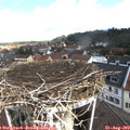 10_40-nest.jpg