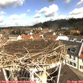 11_10-nest.jpg