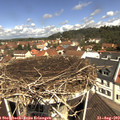 11_25-nest.jpg