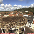 11_35-nest.jpg