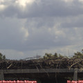 12_05-mast.jpg