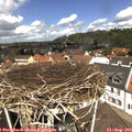 12_10-nest.jpg