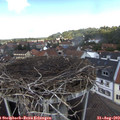 12_40-nest.jpg