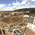 12_50-nest.jpg