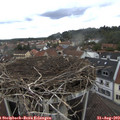 13_30-nest.jpg