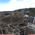 13_50-nest.jpg