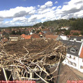 13_55-nest.jpg