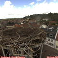 14_35-nest.jpg