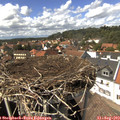 14_40-nest.jpg