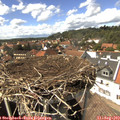 14_55-nest.jpg