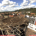 15_10-nest.jpg