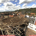 15_15-nest.jpg