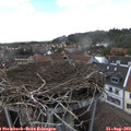 15_20-nest.jpg