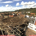 15_35-nest.jpg